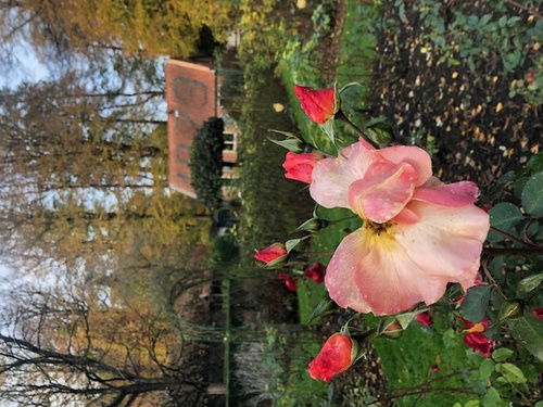 Somatic Experiencing® Practitioner|Psycholoog in 's-Graveland